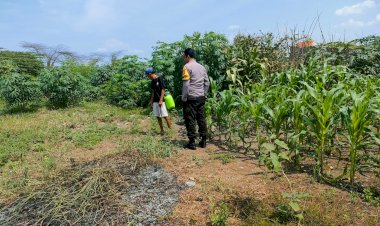 Bhabinkamtibmas-Keboananom-Tinjau-Lahan-Jagung-Dukung-Ketahanan-Pangan-Nasional
